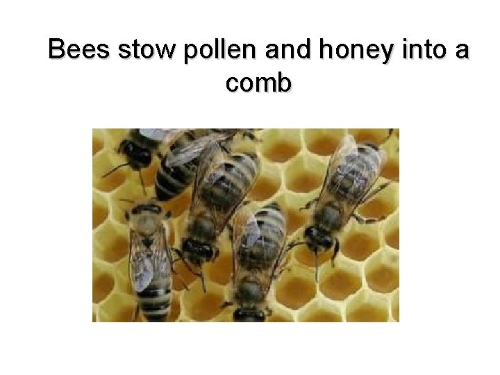 Bees stow pollen and honey into a comb 