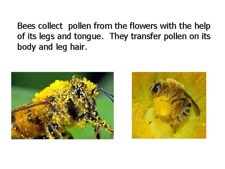 Bees collect pollen from the flowers with the help of its legs and tongue.