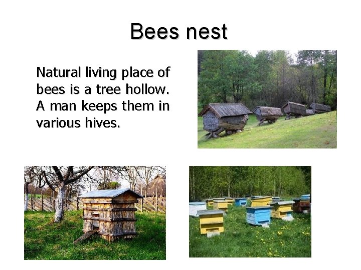 Bees nest Natural living place of bees is a tree hollow. A man keeps