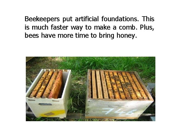 Beekeepers put artificial foundations. This is much faster way to make a comb. Plus,