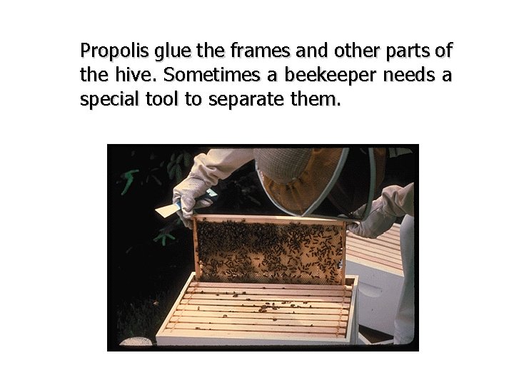 Propolis glue the frames and other parts of the hive. Sometimes a beekeeper needs