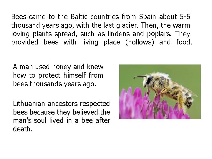 Bees came to the Baltic countries from Spain about 5 -6 thousand years ago,