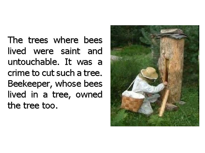 The trees where bees lived were saint and untouchable. It was a crime to