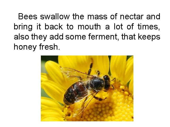 Bees swallow the mass of nectar and bring it back to mouth a lot