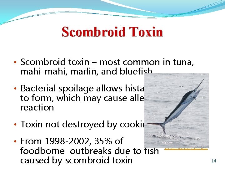 Scombroid Toxin • Scombroid toxin – most common in tuna, mahi-mahi, marlin, and bluefish