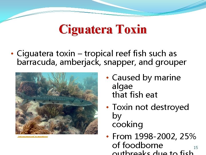 Ciguatera Toxin • Ciguatera toxin – tropical reef fish such as barracuda, amberjack, snapper,