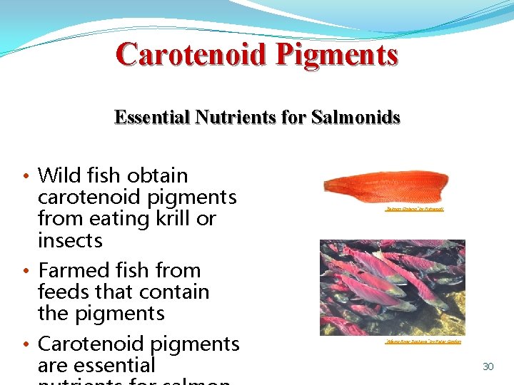 Carotenoid Pigments Essential Nutrients for Salmonids • Wild fish obtain carotenoid pigments from eating