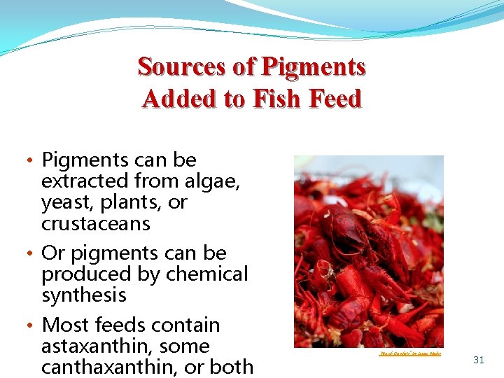 Sources of Pigments Added to Fish Feed • Pigments can be extracted from algae,