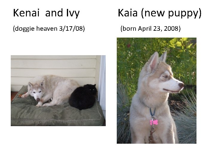 Kenai and Ivy (doggie heaven 3/17/08) Kaia (new puppy) (born April 23, 2008) 