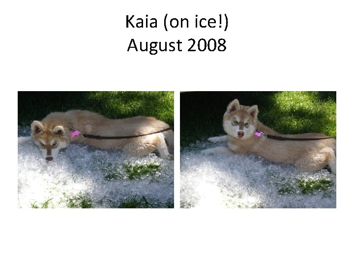 Kaia (on ice!) August 2008 