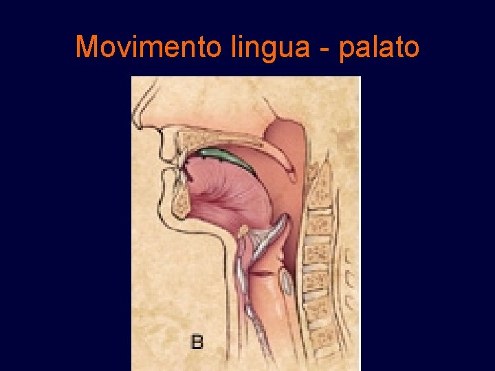 Movimento lingua - palato 