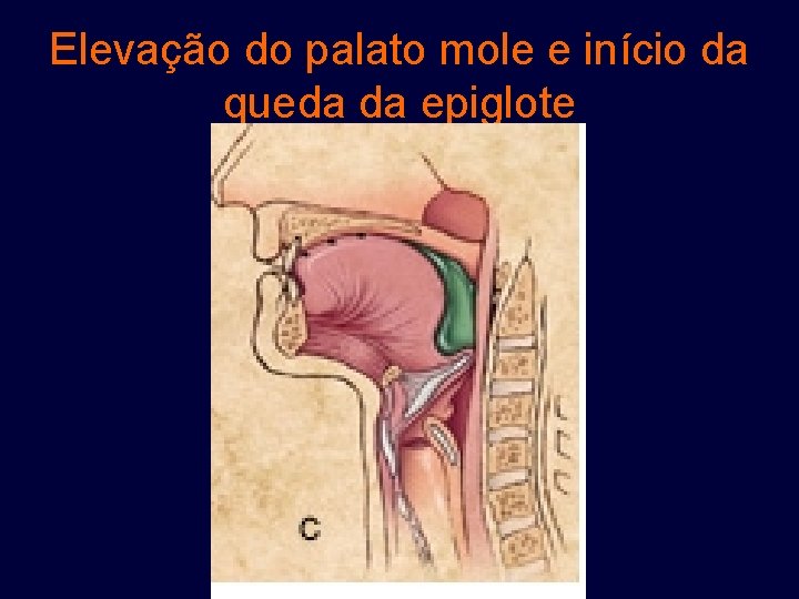 Elevação do palato mole e início da queda da epiglote 