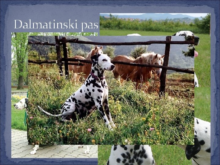 Dalmatinski pas 