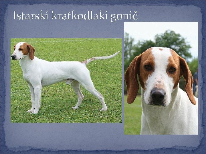 Istarski kratkodlaki gonič 