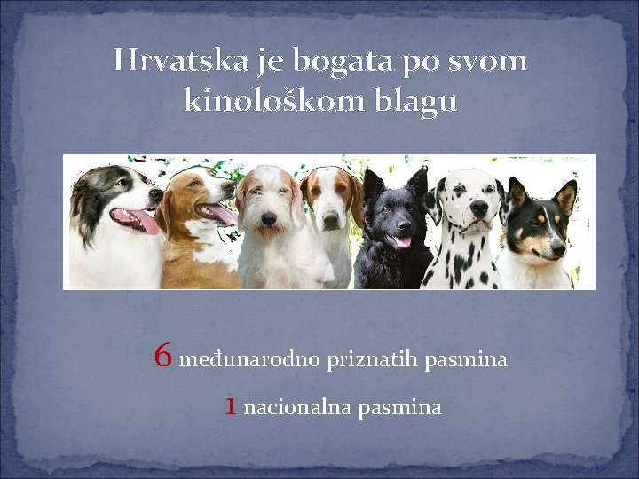 Hrvatska je bogata po svom kinološkom blagu 6 međunarodno priznatih pasmina 1 nacionalna pasmina