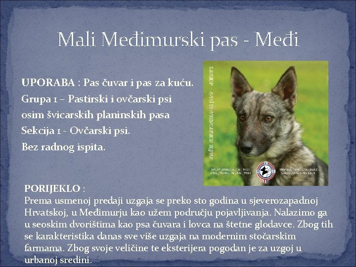Mali Međimurski pas - Međi UPORABA : Pas čuvar i pas za kuću. Grupa