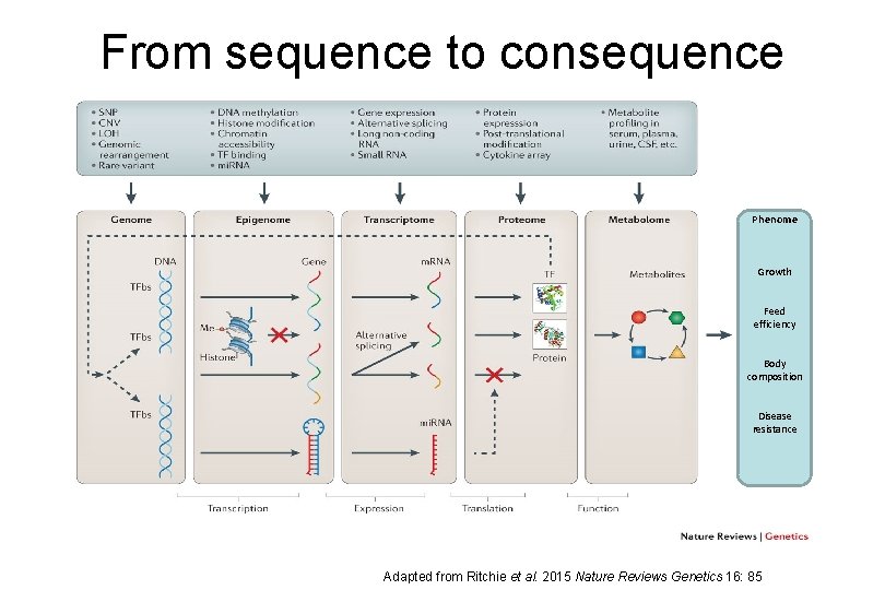 From sequence to consequence Phenome Growth Feed efficiency Body composition Disease resistance Adapted from