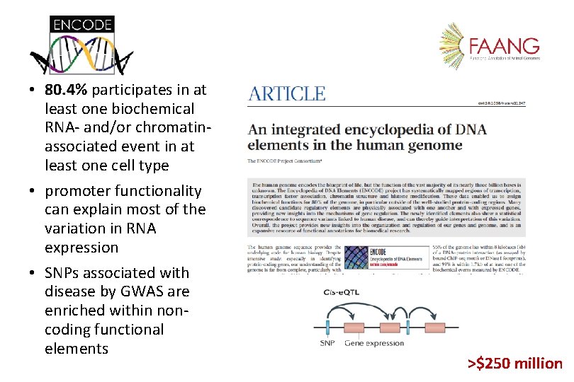  • 80. 4% participates in at least one biochemical RNA- and/or chromatinassociated event