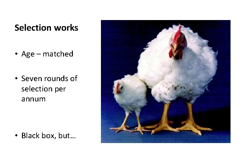 Selection works • Age – matched • Seven rounds of selection per annum •