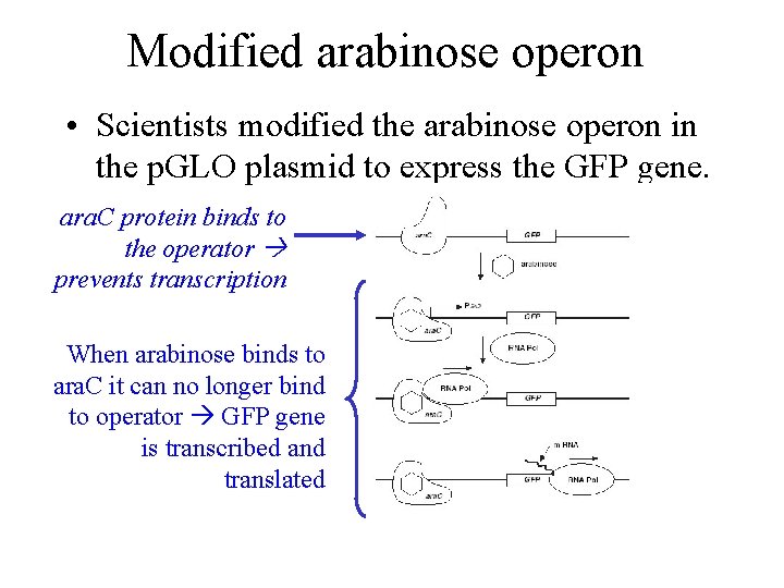 Modified arabinose operon • Scientists modified the arabinose operon in the p. GLO plasmid