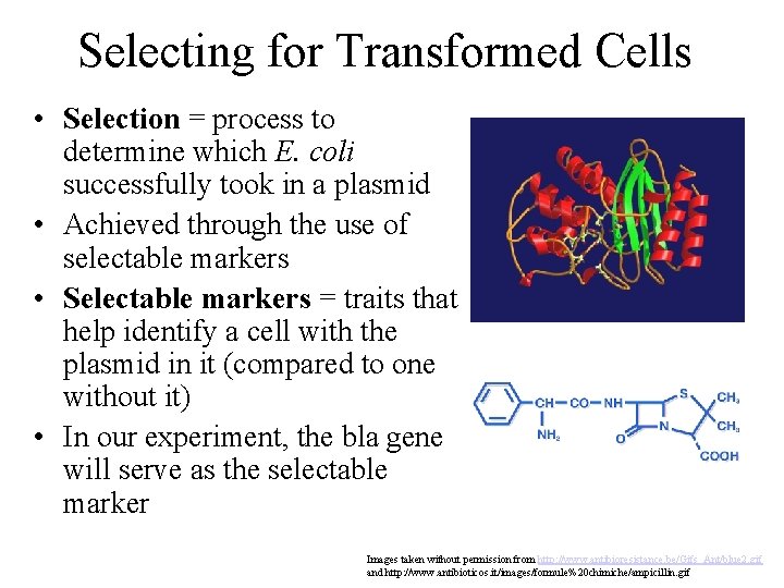 Selecting for Transformed Cells • Selection = process to determine which E. coli successfully