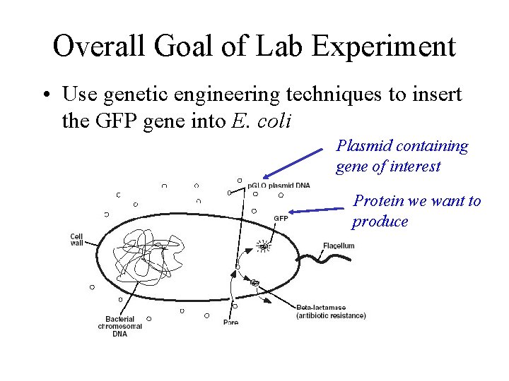 Overall Goal of Lab Experiment • Use genetic engineering techniques to insert the GFP