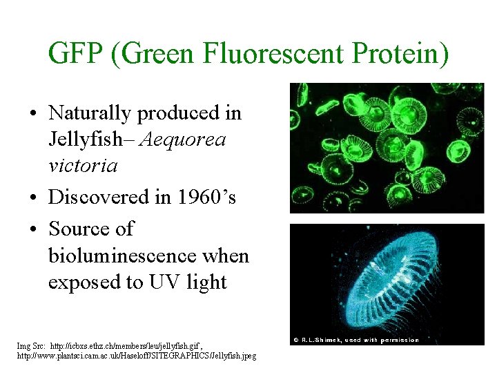 GFP (Green Fluorescent Protein) • Naturally produced in Jellyfish– Aequorea victoria • Discovered in