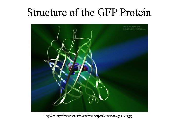 Structure of the GFP Protein Img Src: http: //wwwchem. leidenuniv. nl/metprot/armand/images/029 l. jpg 