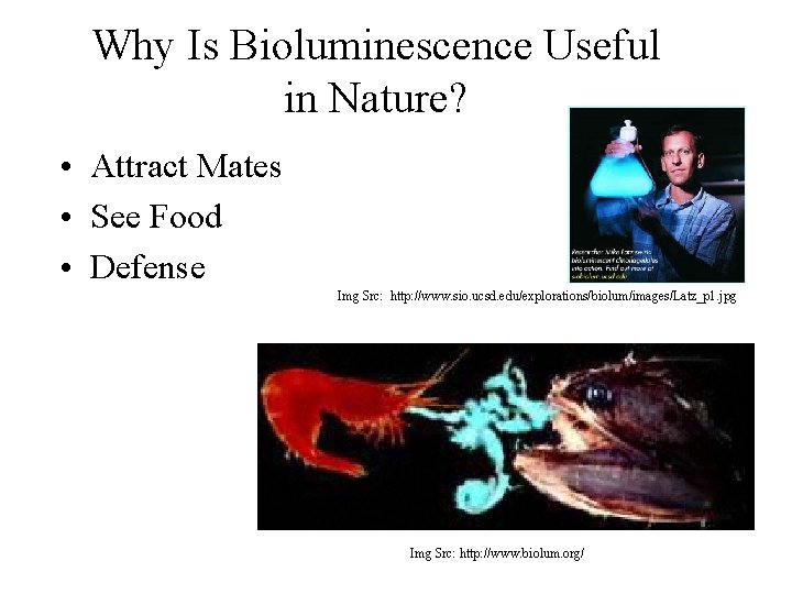 Why Is Bioluminescence Useful in Nature? • Attract Mates • See Food • Defense