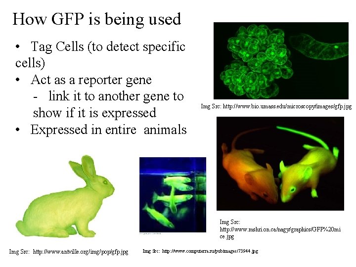 How GFP is being used • Tag Cells (to detect specific cells) • Act