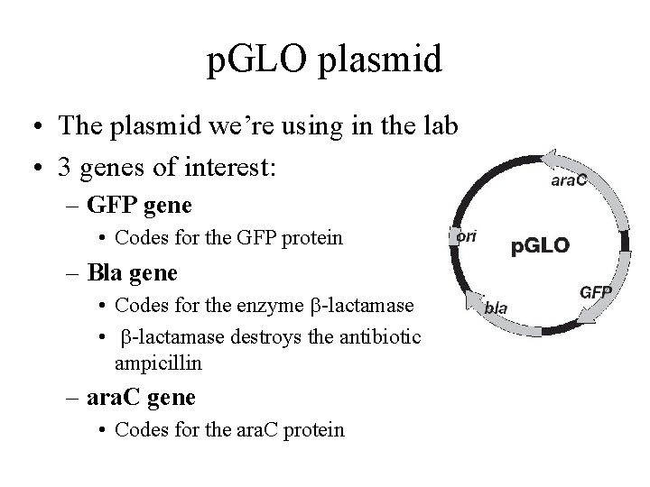 p. GLO plasmid • The plasmid we’re using in the lab • 3 genes