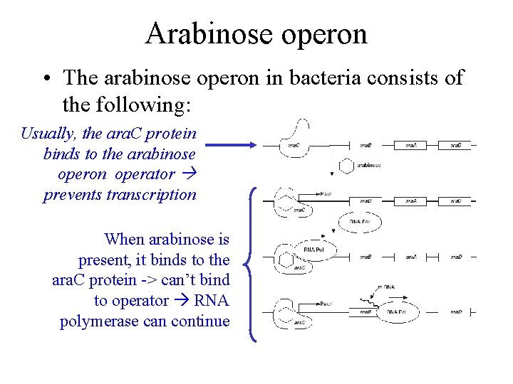 Arabinose operon • The arabinose operon in bacteria consists of the following: Usually, the