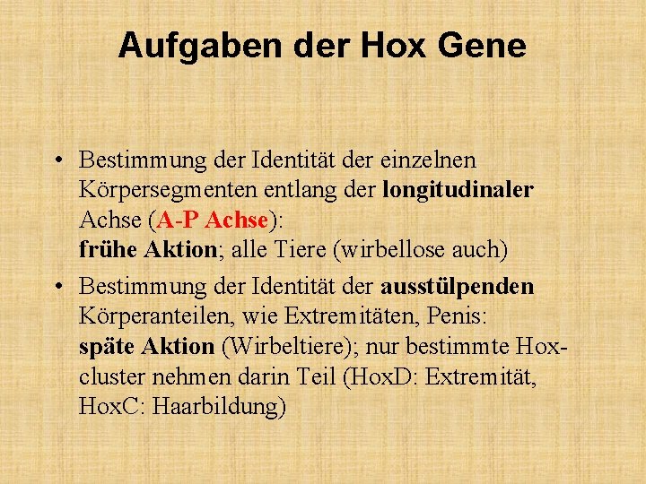 Aufgaben der Hox Gene • Bestimmung der Identität der einzelnen Körpersegmenten entlang der longitudinaler