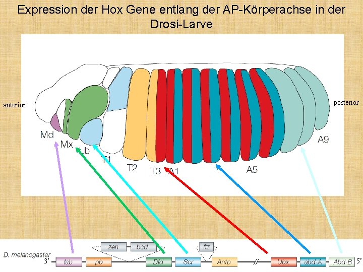 Expression der Hox Gene entlang der AP-Körperachse in der Drosi-Larve posterior anterior 3’ 5’