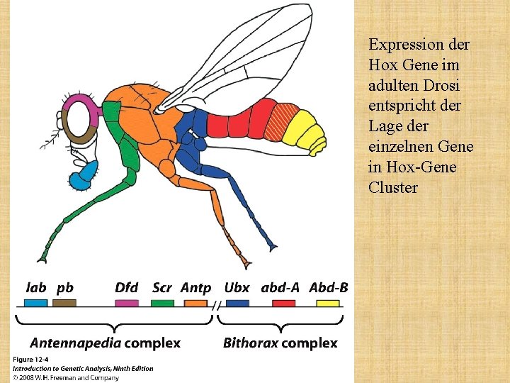 Expression der Hox Gene im adulten Drosi entspricht der Lage der einzelnen Gene in