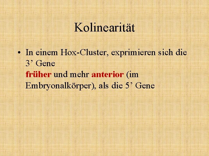 Kolinearität • In einem Hox-Cluster, exprimieren sich die 3’ Gene früher und mehr anterior