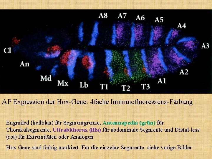 AP Expression der Hox-Gene: 4 fache Immunofluoreszenz-Färbung Engrailed (hellblau) für Segmentgrenze, Antennapedia (grün) für