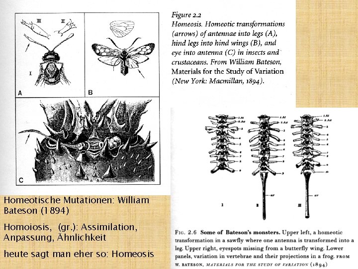 Homeotische Mutationen: William Bateson (1894) Homoiosis, (gr. ): Assimilation, Anpassung, Ähnlichkeit heute sagt man