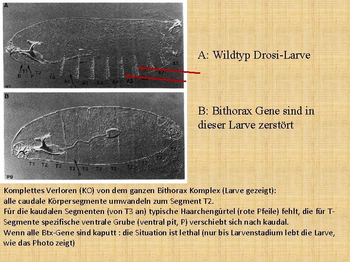A: Wildtyp Drosi-Larve B: Bithorax Gene sind in dieser Larve zerstört Komplettes Verloren (KO)