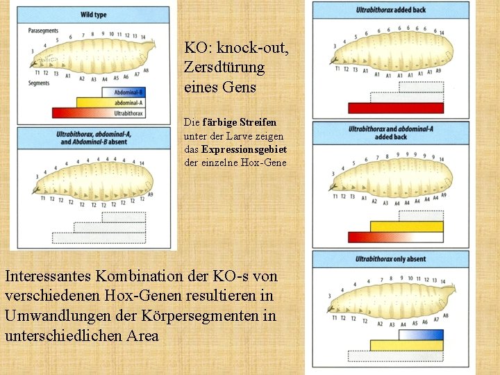 KO: knock-out, Zersdtürung eines Gens Die färbige Streifen unter der Larve zeigen das Expressionsgebiet