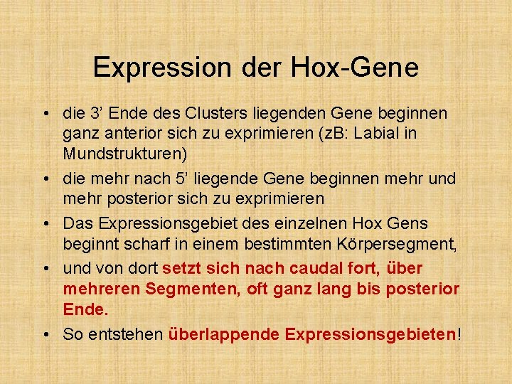 Expression der Hox-Gene • die 3’ Ende des Clusters liegenden Gene beginnen ganz anterior