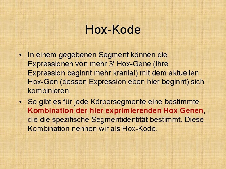 Hox-Kode • In einem gegebenen Segment können die Expressionen von mehr 3’ Hox-Gene (ihre