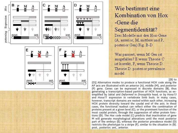 Wie bestimmt eine Kombination von Hox -Gene die Segmentidentität? Drei Modelle mit drei Hox-Gene