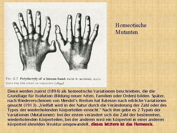 Homeotische Mutanten Diese werden zuerst (1894) als homeotische Variationen beschrieben, die Grundlage für Evolution