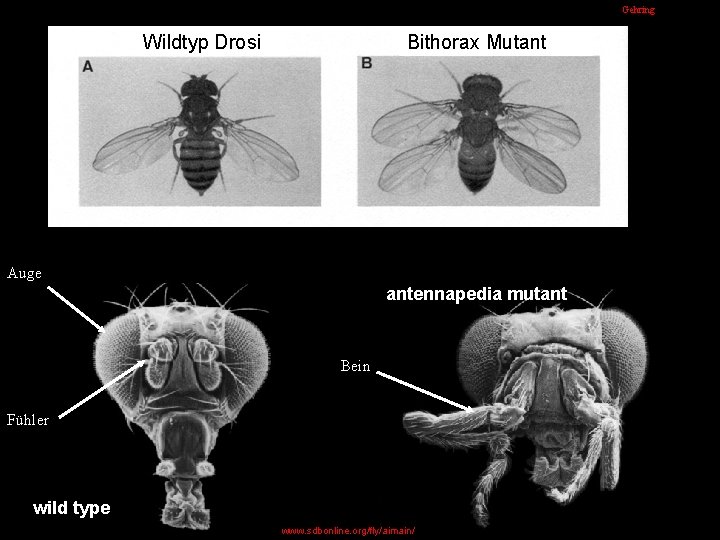 Gehring Wildtyp Drosi Bithorax Mutant Auge antennapedia mutant Bein Fühler wild type www. sdbonline.