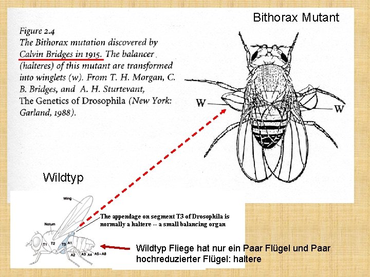 Bithorax Mutant Wildtyp Fliege hat nur ein Paar Flügel und Paar hochreduzierter Flügel: haltere