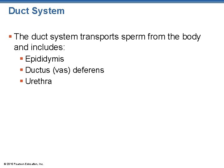 Duct System § The duct system transports sperm from the body and includes: §