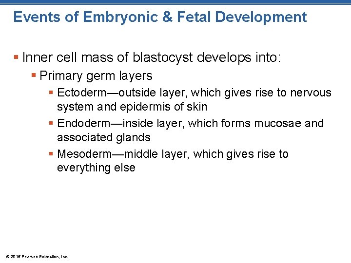 Events of Embryonic & Fetal Development § Inner cell mass of blastocyst develops into: