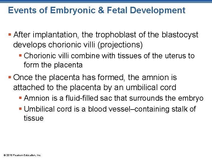 Events of Embryonic & Fetal Development § After implantation, the trophoblast of the blastocyst