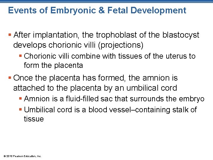Events of Embryonic & Fetal Development § After implantation, the trophoblast of the blastocyst